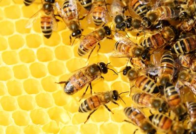 Atelier : À la découverte de l’abeille par la Chope à Miel