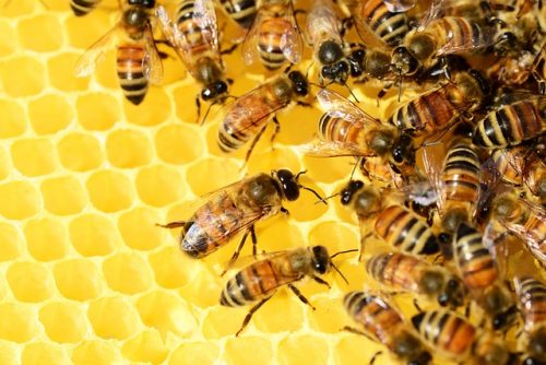 Atelier : À la découverte de l’abeille par la Chope à Miel