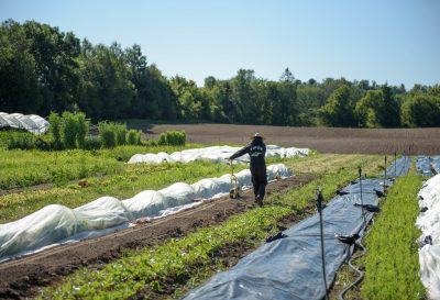 Deux serres disponibles pour les entreprises agricoles en démarrage