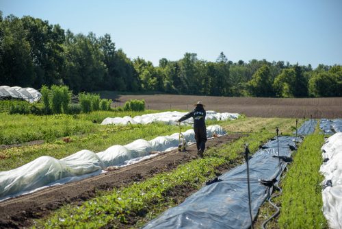 Deux serres disponibles pour les entreprises agricoles en démarrage
